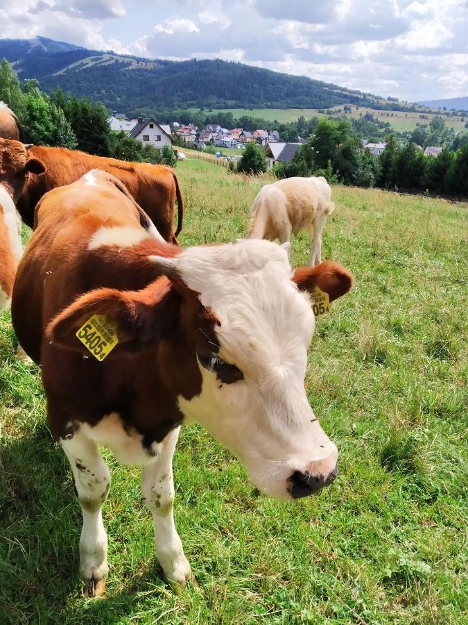 Noclegi Przy Szlaku Agroturystyka Zabnica ภายนอก รูปภาพ